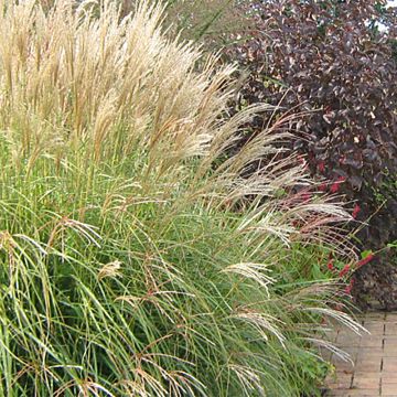 Miscanthus sinensis Yaku-Jima