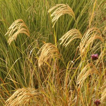 Miscanthus nepalensis