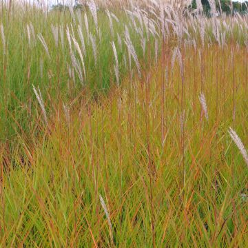 Miscanthus sinensis Afrika