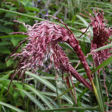 Miscanthus sinensis Boucle