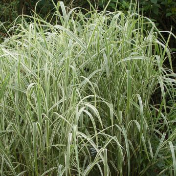 Miscanthus sinensis var. condensatus Cosmopolitan