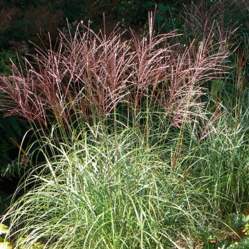 Miscanthus sinensis Ferner Osten