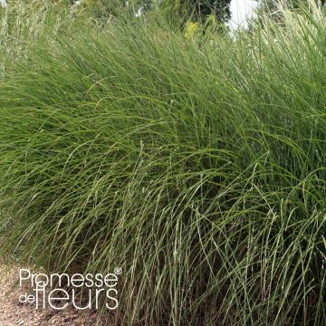 Miscanthus sinensis Gnom