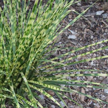 Miscanthus sinensis Gold Bar