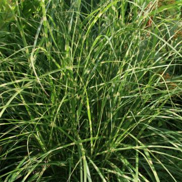 Miscanthus sinensis Little Zebra