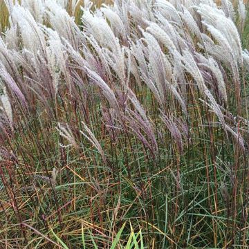 Miscanthus sinensis Nippon