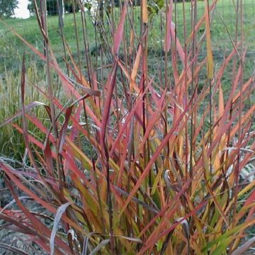 Miscanthus sinensis Purple Fall