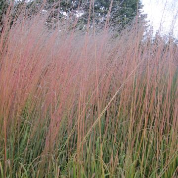 Molinia Windsaule - Boja