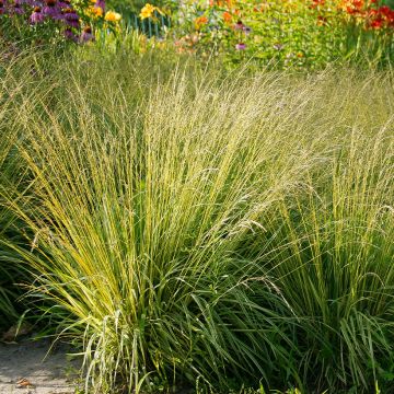 Molinia caerulea Heidezwerg - Boja