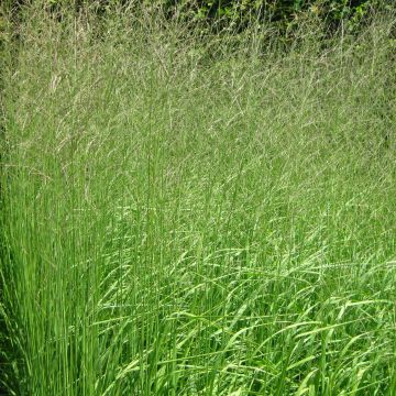 Molinia Skyracer - Boja