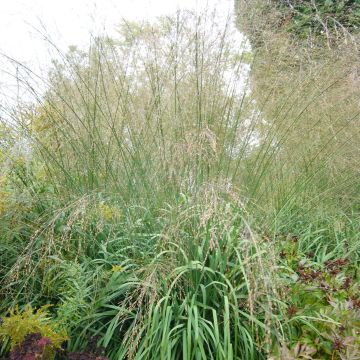 Molinia Transparent - Boja