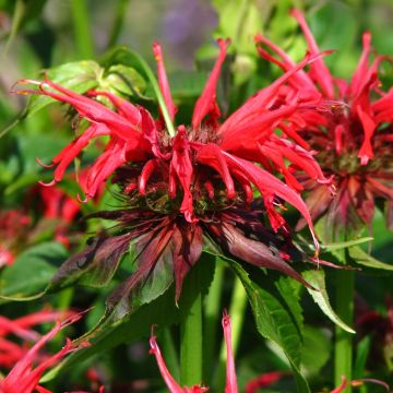 Monarda Squaw - Bergamota silvestre