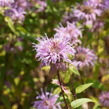 Ortiga de Russel - Monarda bradburiana