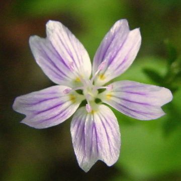 Claytonia sibirica - Belleza siberiana de primavera