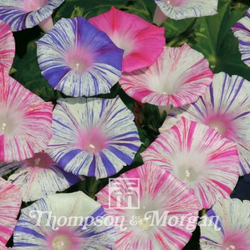 Ipomoea purpurea Carnevale Di Venezia