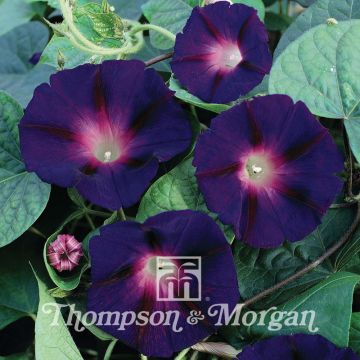 Ipomoea purpurea Star of Yelta