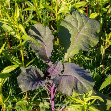 Mostaza india - Brassica juncea