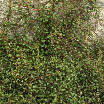 Muehlenbeckia complexa - Enredadera de alambre