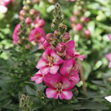 Antirrhinum Dazzling Lips Pink