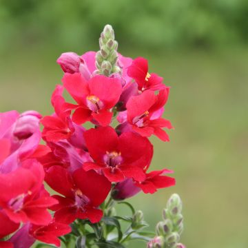 Antirrhinum Dazzling Lips Red