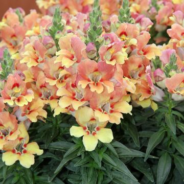 Antirrhinum Dazzling Lips Yellow Eye