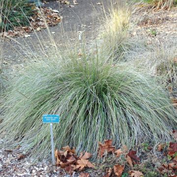 Muhlenbergia rigens