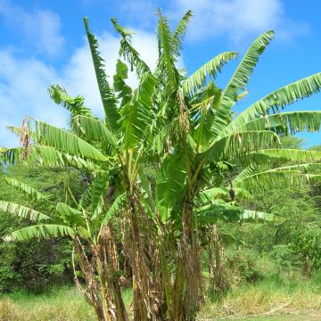 Musa itinerans var. xishuangbannaensis Mekong Giant - Platanera