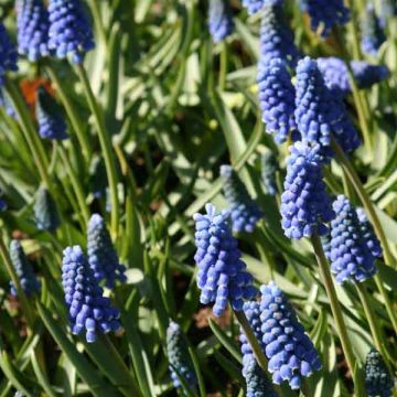 Muscari aucheri Blue Magic