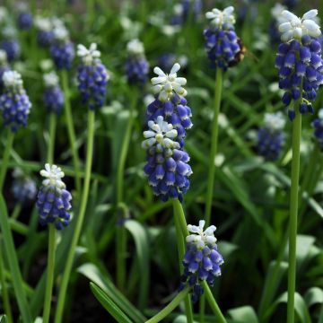 Muscari Touch of Snow