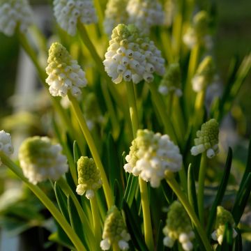 Muscari botryoides Album - Jacinto de la uva