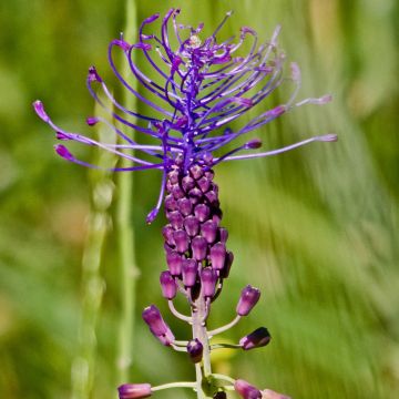 Muscari comosum - Jacinto comoso