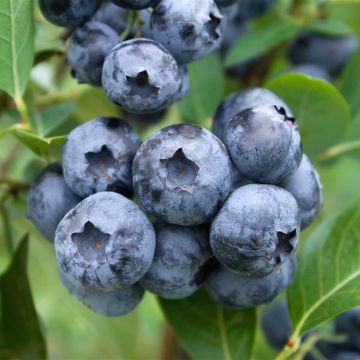 Vaccinium corymbosum Blue Suede - Arándano