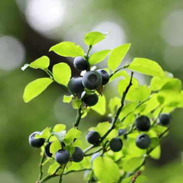 Arándano silvestre - Vaccinium myrtillus