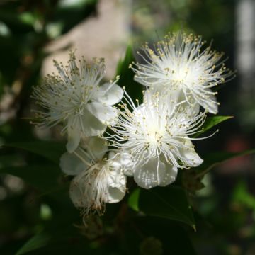 Mirto común - Myrtus communis