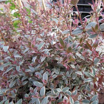 Myrtus ugni Flambeau - Murtilla