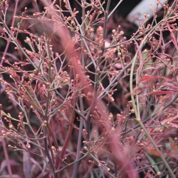 Nandina domestica Plum Passion