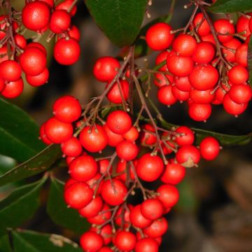 Nandina domestica Richmond