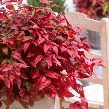 Nandina domestica Blush Pink