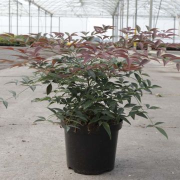 Nandina domestica FLIRT Murasaki