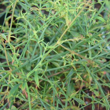 Nandina domestica Filamentosa