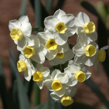 Narciso tazetta Avalanche