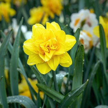 Narciso Golden Ducat