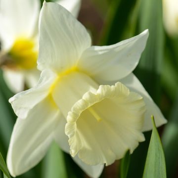 Narciso Mount Hood