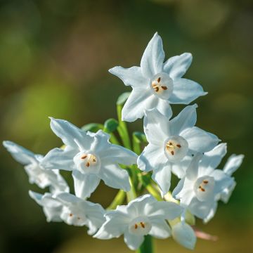 Narciso papyraceus Paperwhite