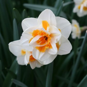 Narciso Peach Swirl