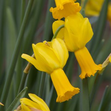 Narciso cyclamineus Peeping Tom