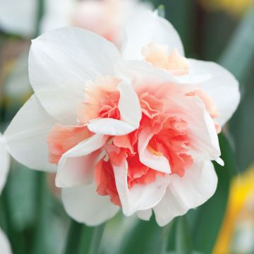 Narciso Rosy Cloud