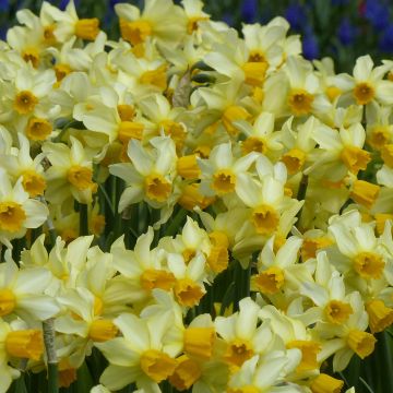 Narciso Spring Sunshine