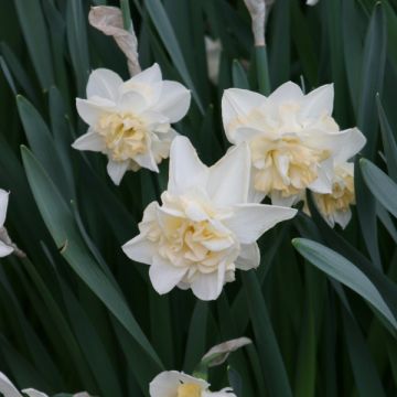 Narciso Sweet Desire