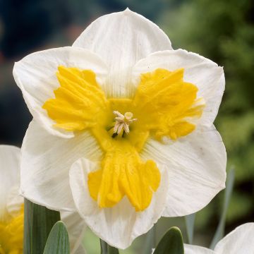 Narciso Tricollet